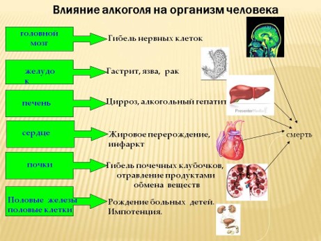 Администрация Московского района - Влияние алкоголя на организм человека