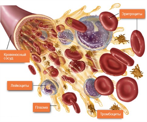 Что такое общий анализ крови?